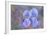 Iris Blue Rhythm-Cora Niele-Framed Photographic Print