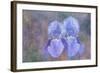 Iris Blue Rhythm-Cora Niele-Framed Photographic Print