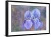 Iris Blue Rhythm-Cora Niele-Framed Photographic Print