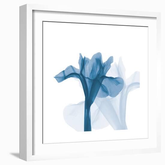 Iris Blues B51-Albert Koetsier-Framed Art Print