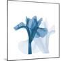 Iris Blues B51-Albert Koetsier-Mounted Art Print