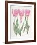 Iris Botanical-Carol Ann Bolt-Framed Limited Edition