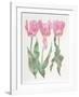 Iris Botanical-Carol Ann Bolt-Framed Limited Edition