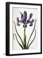 Iris Bulbeux Pâle - in “Histoire Générale Des Insects De Surinam Et De Toute L'europe”” by Maria Si-Maria Sibylla Graff Merian-Framed Giclee Print