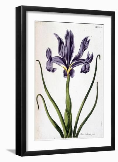 Iris Bulbeux Pâle - in “Histoire Générale Des Insects De Surinam Et De Toute L'europe”” by Maria Si-Maria Sibylla Graff Merian-Framed Giclee Print