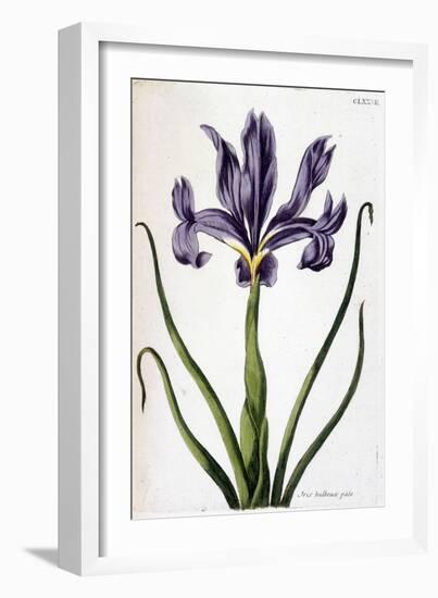 Iris Bulbeux Pâle - in “Histoire Générale Des Insects De Surinam Et De Toute L'europe”” by Maria Si-Maria Sibylla Graff Merian-Framed Giclee Print