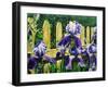 Iris' by the Fence-Bruce Dumas-Framed Giclee Print