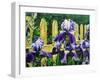 Iris' by the Fence-Bruce Dumas-Framed Giclee Print