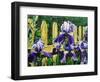 Iris' by the Fence-Bruce Dumas-Framed Giclee Print