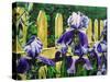 Iris' by the Fence-Bruce Dumas-Stretched Canvas