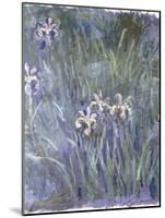 Iris, C.1914-1917-Claude Monet-Mounted Giclee Print