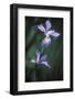 Iris Clos-Up-Anna Miller-Framed Photographic Print