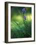 Iris, Close-Up, Blur-Andreas Keil-Framed Photographic Print