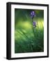 Iris, Close-Up, Blur-Andreas Keil-Framed Photographic Print