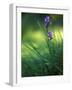 Iris, Close-Up, Blur-Andreas Keil-Framed Photographic Print