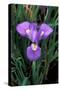 Iris Close-Up, Winter Flowering-null-Stretched Canvas