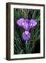 Iris Close-Up, Winter Flowering-null-Framed Photographic Print