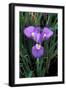 Iris Close-Up, Winter Flowering-null-Framed Photographic Print