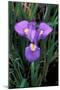 Iris Close-Up, Winter Flowering-null-Mounted Photographic Print