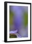 Iris, Close-Up-Andreas Keil-Framed Photographic Print