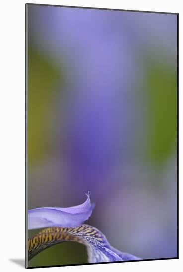 Iris, Close-Up-Andreas Keil-Mounted Photographic Print