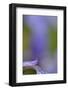 Iris, Close-Up-Andreas Keil-Framed Photographic Print