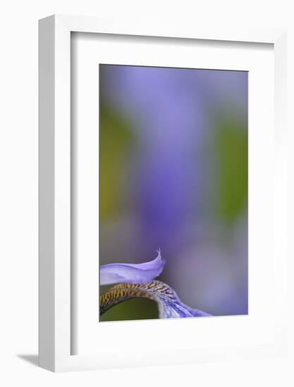 Iris, Close-Up-Andreas Keil-Framed Photographic Print