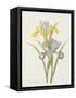Iris (Colour Engraving)-Pierre-Joseph Redouté-Framed Stretched Canvas