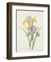 Iris (Colour Engraving)-Pierre-Joseph Redouté-Framed Giclee Print