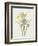 Iris (Colour Engraving)-Pierre-Joseph Redouté-Framed Giclee Print