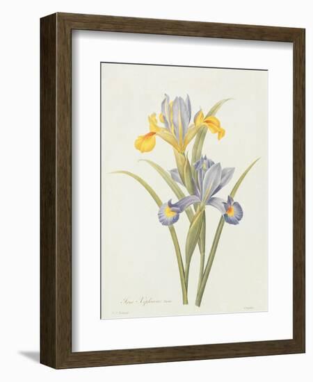 Iris (Colour Engraving)-Pierre-Joseph Redouté-Framed Giclee Print