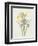 Iris (Colour Engraving)-Pierre-Joseph Redouté-Framed Giclee Print