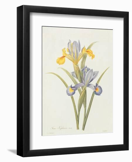 Iris (Colour Engraving)-Pierre-Joseph Redouté-Framed Giclee Print
