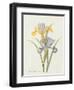 Iris (Colour Engraving)-Pierre-Joseph Redouté-Framed Giclee Print