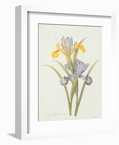 Iris (Colour Engraving)-Pierre-Joseph Redouté-Framed Giclee Print