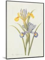 Iris (Colour Engraving)-Pierre-Joseph Redouté-Mounted Giclee Print