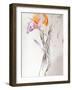 Iris - Composition II-Antonio Ciccone-Framed Giclee Print