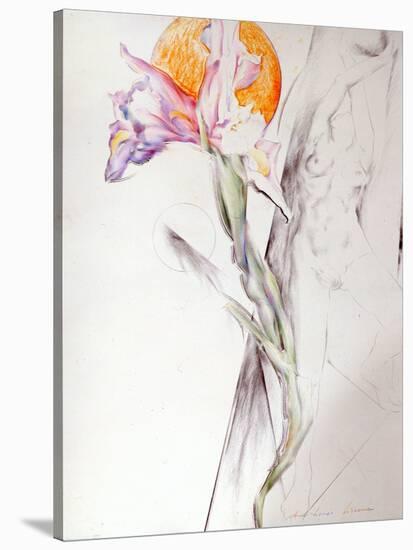 Iris - Composition II-Antonio Ciccone-Stretched Canvas