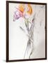 Iris - Composition II-Antonio Ciccone-Framed Giclee Print