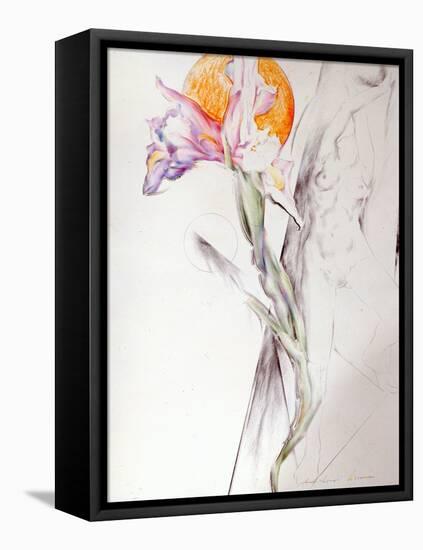 Iris - Composition II-Antonio Ciccone-Framed Stretched Canvas