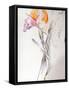 Iris - Composition II-Antonio Ciccone-Framed Stretched Canvas