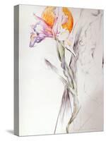 Iris - Composition II-Antonio Ciccone-Stretched Canvas