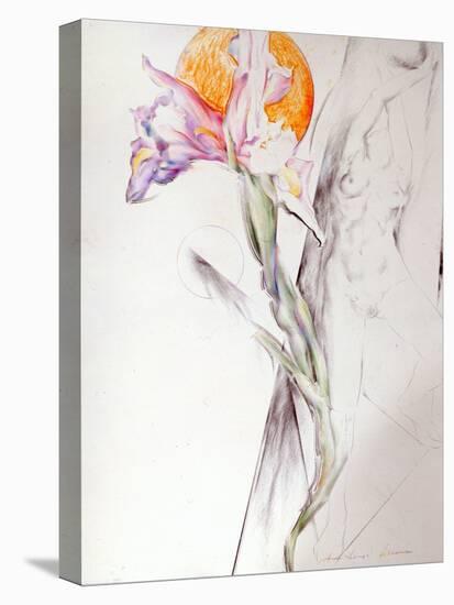 Iris - Composition II-Antonio Ciccone-Stretched Canvas