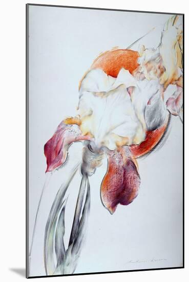 Iris - Composition IV-Antonio Ciccone-Mounted Giclee Print