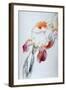 Iris - Composition IV-Antonio Ciccone-Framed Giclee Print