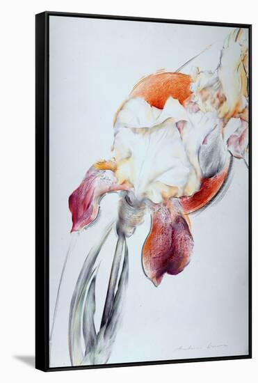 Iris - Composition IV-Antonio Ciccone-Framed Stretched Canvas