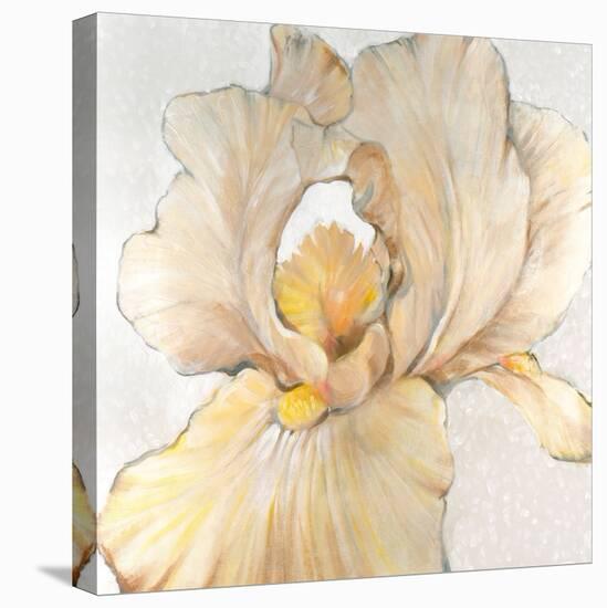 Iris Cream I-Tim OToole-Stretched Canvas