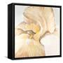 Iris Cream II-Tim OToole-Framed Stretched Canvas