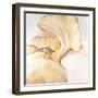 Iris Cream II-Tim OToole-Framed Art Print