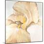 Iris Cream II-Tim OToole-Mounted Art Print